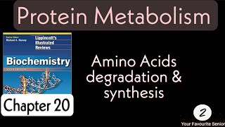 Amino Acids degradation amp synthesis  Protein Metabolism [upl. by Timmy994]