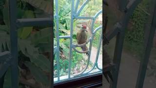 Chor brid birds pets funny animals fact2fact mirzafact factvideo entertainment trending [upl. by Einej]