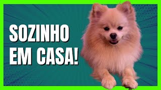 ANSIEDADE DE SEPARAÇÃO 5 dicas para deixar o cachorro sozinho [upl. by Ahsimik]