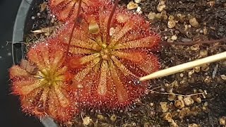 How To Feed Sundews [upl. by Ikceb]