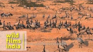 Demoiselle Cranes arrive in large number during winters in Rajasthan India [upl. by Otrebireh]