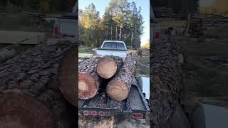 another load of pine logs yellow woodsouthern yellow pine [upl. by Araid]