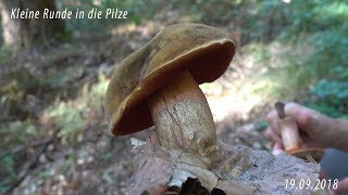 Kleine Runde in die Pilze  Itzehoe  19092018 [upl. by Maier135]