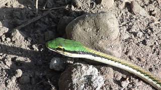 Leptophis mexicanus Mexican Parrot Snake  Lora mexicana [upl. by Lenoj]