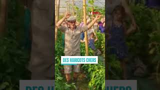 Des haricots verts sur un air de Despacito [upl. by Bergin]