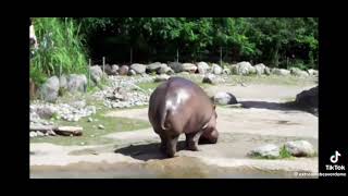 zoo Hippo fart poop music [upl. by Bull]