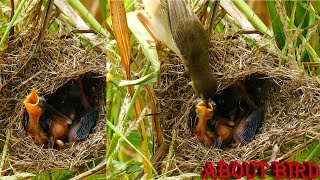 Amazing bird feeding [upl. by Nannette572]