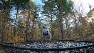 Downy Woodpecker and more [upl. by Borchert]