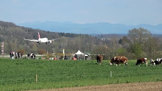 Airplane landing planespotters and cows near Zurich Airport ZRH [upl. by Eiclek]