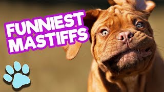 Funniest Mastiffs of April 2018  Funny Dogs Compilation  thatpetlife [upl. by Erving558]