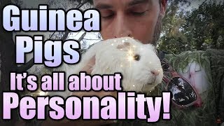 Guinea Pigs Its All About Personality [upl. by Angelique]