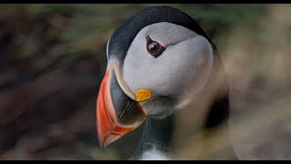 The Kingdom of Puffins  Vestmannaeyjar 2020  Iceland 4K [upl. by Christoper368]