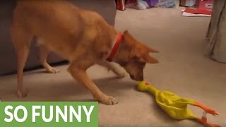 Confused dog hates rubber chicken [upl. by Patty]