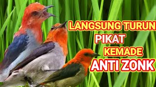 pikat kemade  pikat cabecabean anti zonkhasil melimpah [upl. by Anirt]