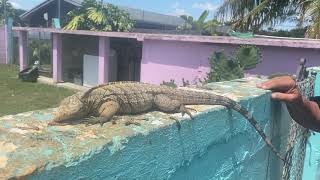 Cuban Iguana Cyclura nubila Enrichment 😱😱 [upl. by Ferdinand]