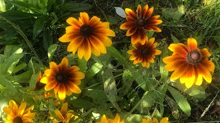 Harvesting amp Collecting Rudbeckia seeds [upl. by Lewis798]