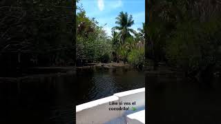 Reserva de cocodrilos Ventanilla Oaxaca 🐊 cocodrilo oaxaca travel viral mexico [upl. by Shandeigh]