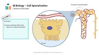 Cell Specialisation IB Biology SLHL [upl. by Licastro]