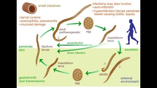 Strongyloides Stercoralis Threadworm  Life cycle Transmission Symptoms Diagnosis Treatment [upl. by Otrebile393]