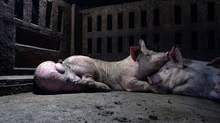 Schweinehölle in Spanien Animal Equality deckt Tierqual hinter Fleisch auf [upl. by Nauwtna]