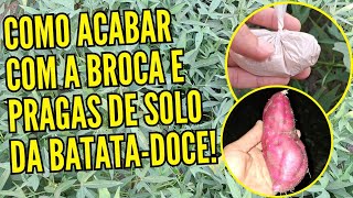 COMO ACABAR COM A BROCA E PRAGAS DA BATATADOCE [upl. by Yadrahs863]