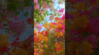 Flower world 🌎 flowergarden foryou Svkasvin159sirisha youtubeshorts [upl. by Nalyr]