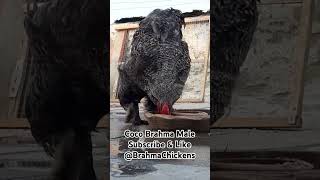 Coco Brahma Male  Coco Brahma Rooster shorts viral brahma chicken calmdown [upl. by Anitsuga]