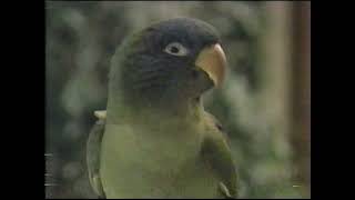 quotPauliequot VHS release commercial 1998 [upl. by Calisa]