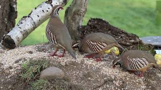 Red Legged Partridge [upl. by Leibman]