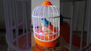 ASMR 🎀 CUTE BIRDS CHIRPING SWEETLY 🦜🦜 satisfying asmrsounds toys shorts shortsfeed trending [upl. by Mw391]