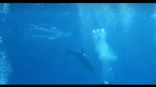 Cabo Pulmo nadando con delfines [upl. by Repip]