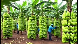 136 Million Tons Of Bananas Are Harvested And Processed This Way  Farming Documentary [upl. by Philcox138]