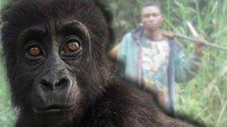 Gorillas Outsmarting Poachers [upl. by Gilleod]