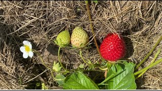 Preparing Strawberry Plants For Next Years Crop [upl. by Zenitram]