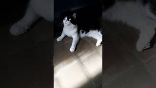 Cute black white cat cat catso kat katze gato kucing tuxedocat blackwhitecat taxedcat [upl. by Massie]