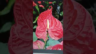 Anthurium Andraeanum Dakota [upl. by Chaker]