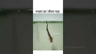 Machhar ka jivan chakra shortvideo subscribe [upl. by Johnston]