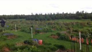 John Cook Flintwood Gundogs Trained English Springer Spaniel Demonstration [upl. by Fromma]