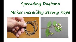 Spreading Dogbane  Makes Incredibly Strong Rope [upl. by Irena735]