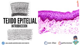 Histología Tejido Epitelial  Generalidades Características Origen Embrionario Funciones  pt 1 [upl. by Favrot794]