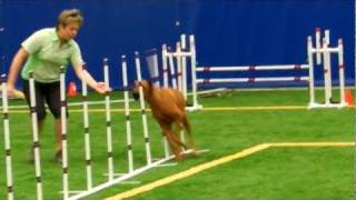 USDAA Agility Standard Performance I Rhodesian Ridgeback Alisa [upl. by Nitsirhc104]