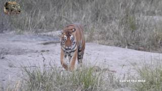 A Roaring Tiger  One of the most amazing sounds [upl. by Mannos]