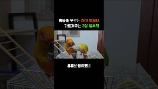 먹는법을 가르쳐주는 앵무새 코뉴어 parrot 썬코뉴어 앵무새 앵무새키우기 birds birdslover 반려동물 동물 웃긴영상 [upl. by Stagg]