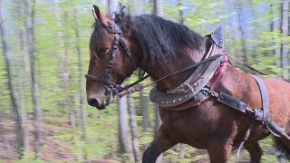 Imagefilm Holzrücken 2016 [upl. by Tecu]