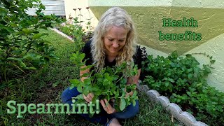 Spearmint Plant amp Medicinal properties  Southern Latitudes [upl. by Christianna]