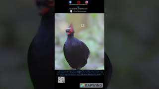 Crested Partridge birdwatching wildlife nature bird birdsofinstagram naturephotography [upl. by Atiras809]