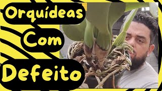 Orquídeas com Defeito Pela Metade do Preço [upl. by Archibaldo]