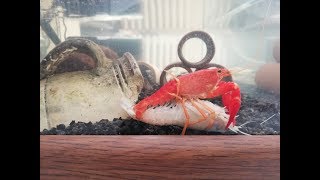 Kerevit Üreme Ve Beslenmesi  Crawfish Breeding And Feeding [upl. by Dlabihcra907]