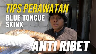 Merawat Blue Tongue Skink Anti Ribet Panana vlog60 [upl. by Aleiram891]