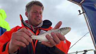 An evening smashing the bass  River Orwell bass fishing  UK boat fishing  Felixstowe and Harwich [upl. by Humph]